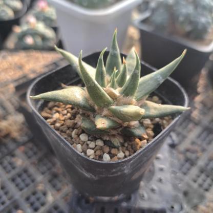 5-10cm Ariocarpus retusus subsp. trigonus