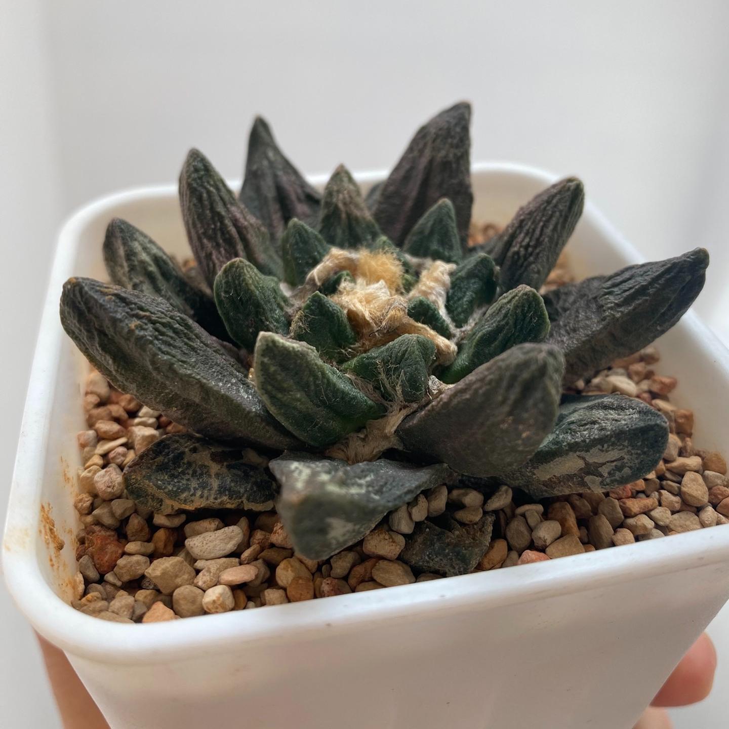 5-7cm Ariocarpus scapharostrus