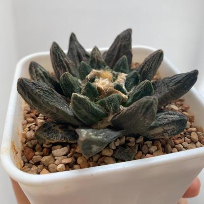 5-7cm Ariocarpus scapharostrus