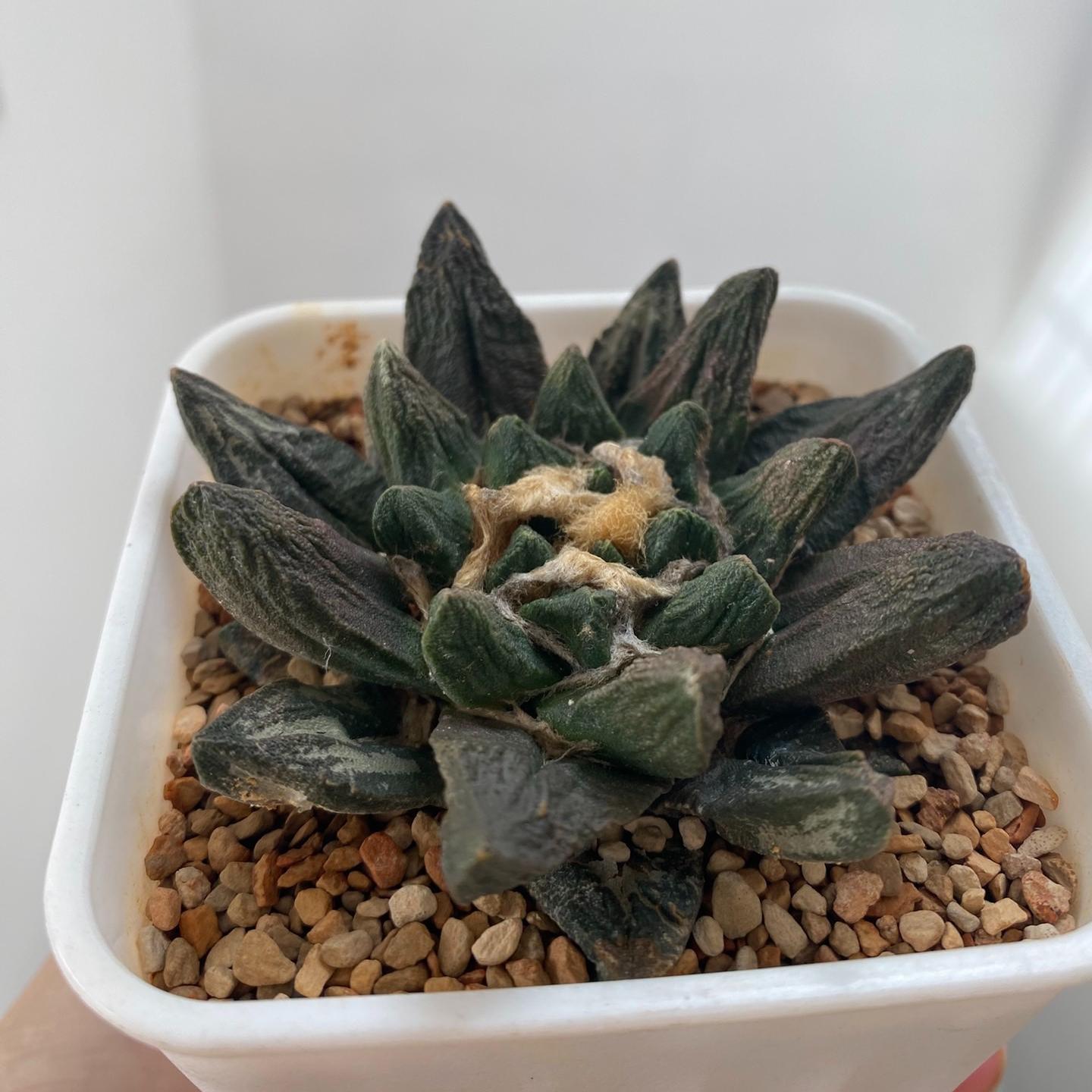 5-7cm Ariocarpus scapharostrus