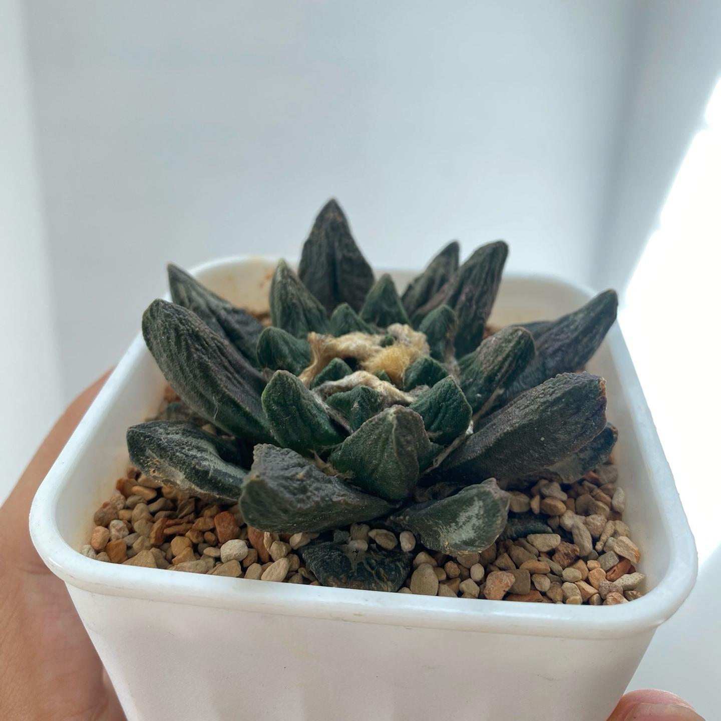 5-7cm Ariocarpus scapharostrus