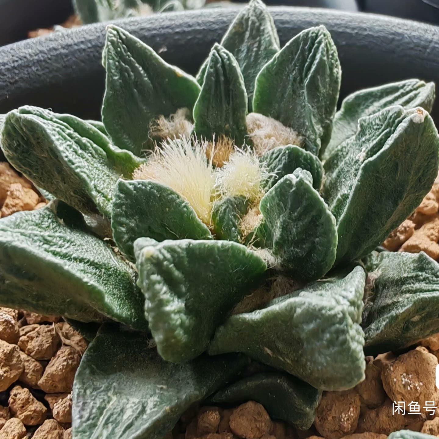 5-7cm Ariocarpus scapharostrus