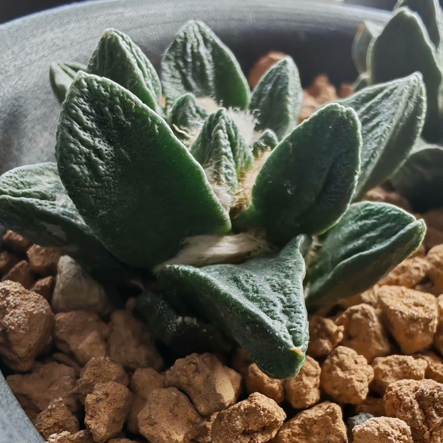 5-7cm Ariocarpus scapharostrus