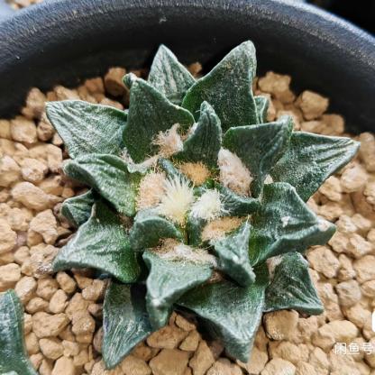 5-7cm Ariocarpus scapharostrus
