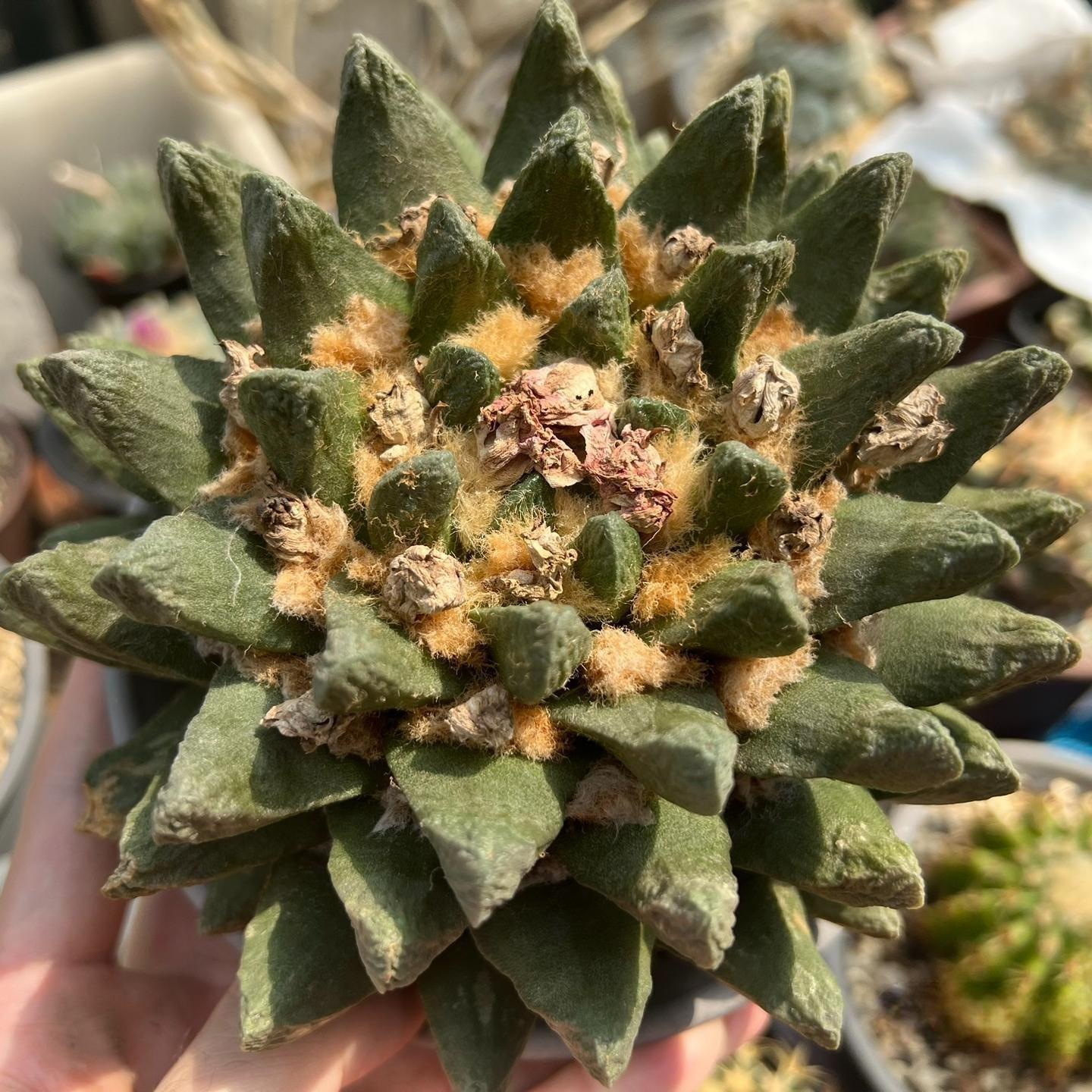 5-7cm Ariocarpus scapharostrus