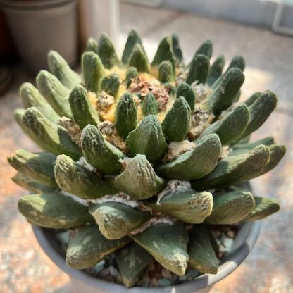 5-7cm Ariocarpus scapharostrus