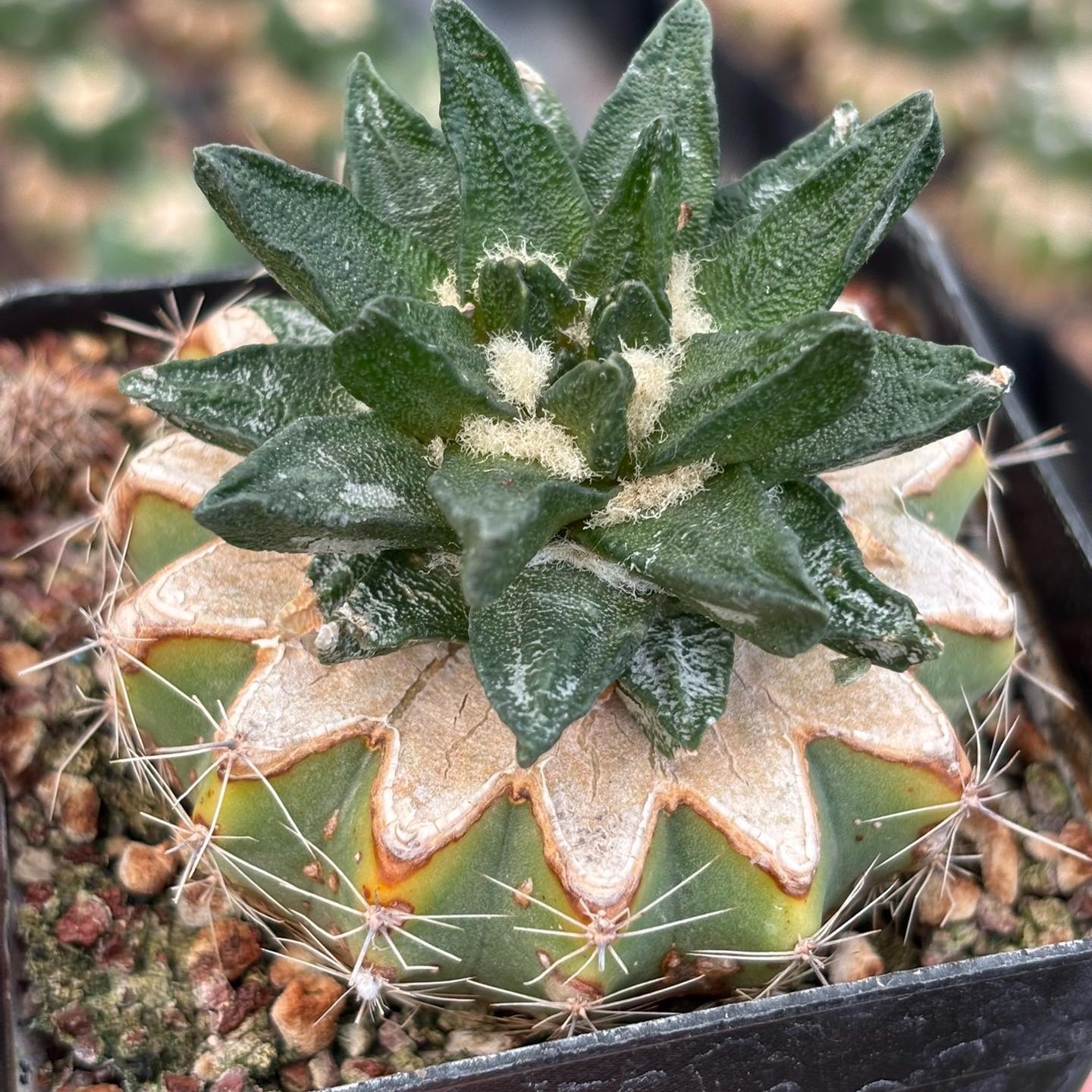 5-7cm Ariocarpus scapharostrus(Rootless)