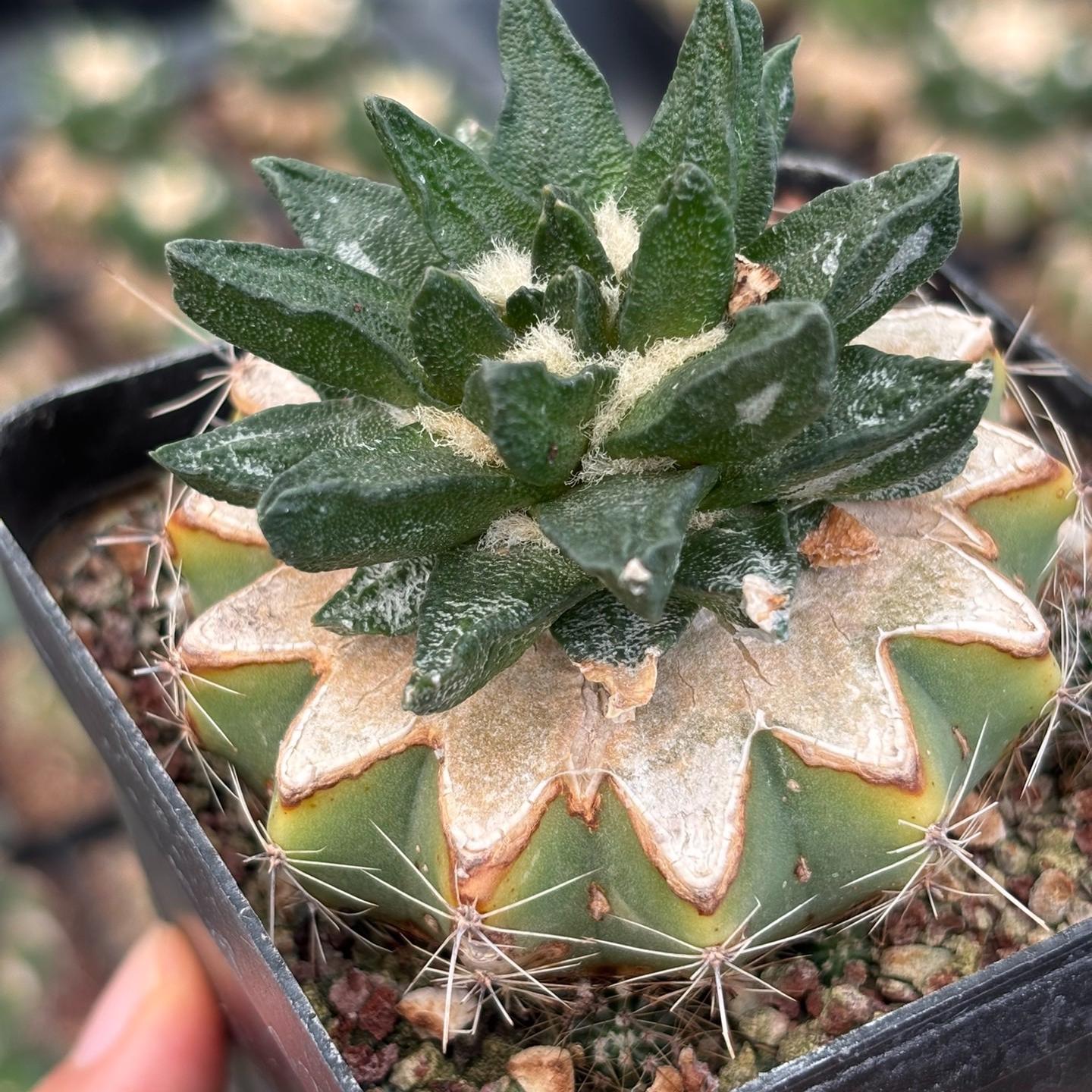 5-7cm Ariocarpus scapharostrus(Rootless)