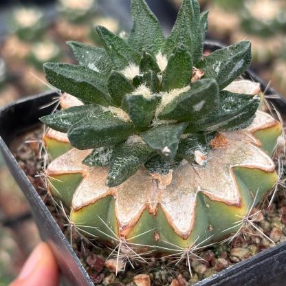 5-7cm Ariocarpus scapharostrus(Rootless)