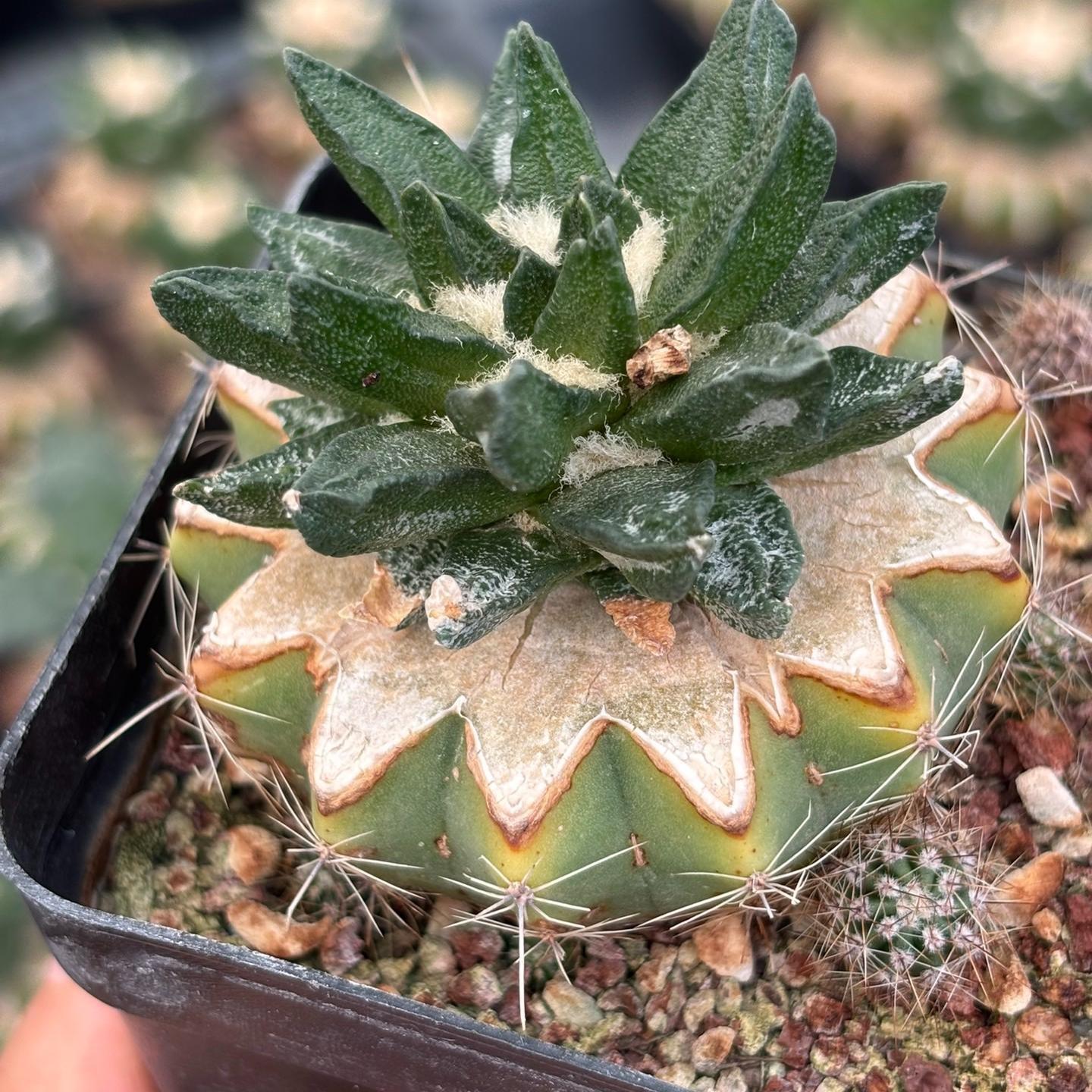 5-7cm Ariocarpus scapharostrus(Rootless)