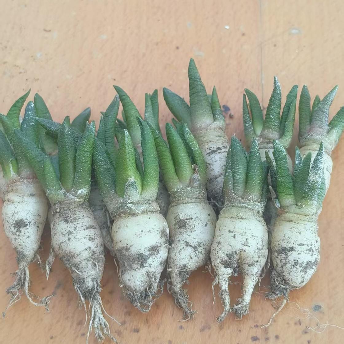 5-7cm Ariocarpus scapharostrus