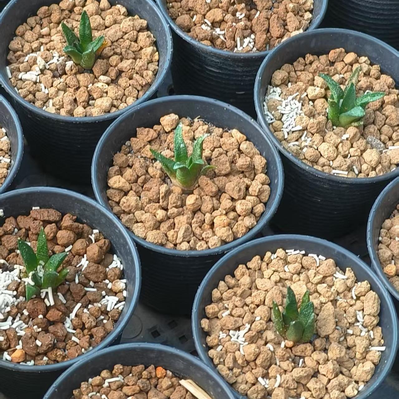 5-7cm Ariocarpus scapharostrus