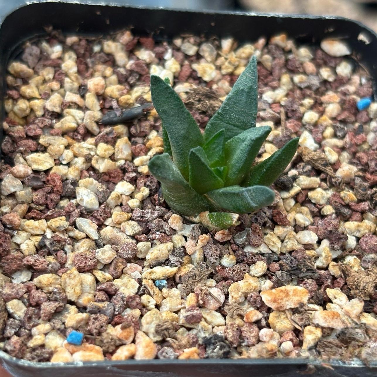 5-7cm Ariocarpus scapharostrus
