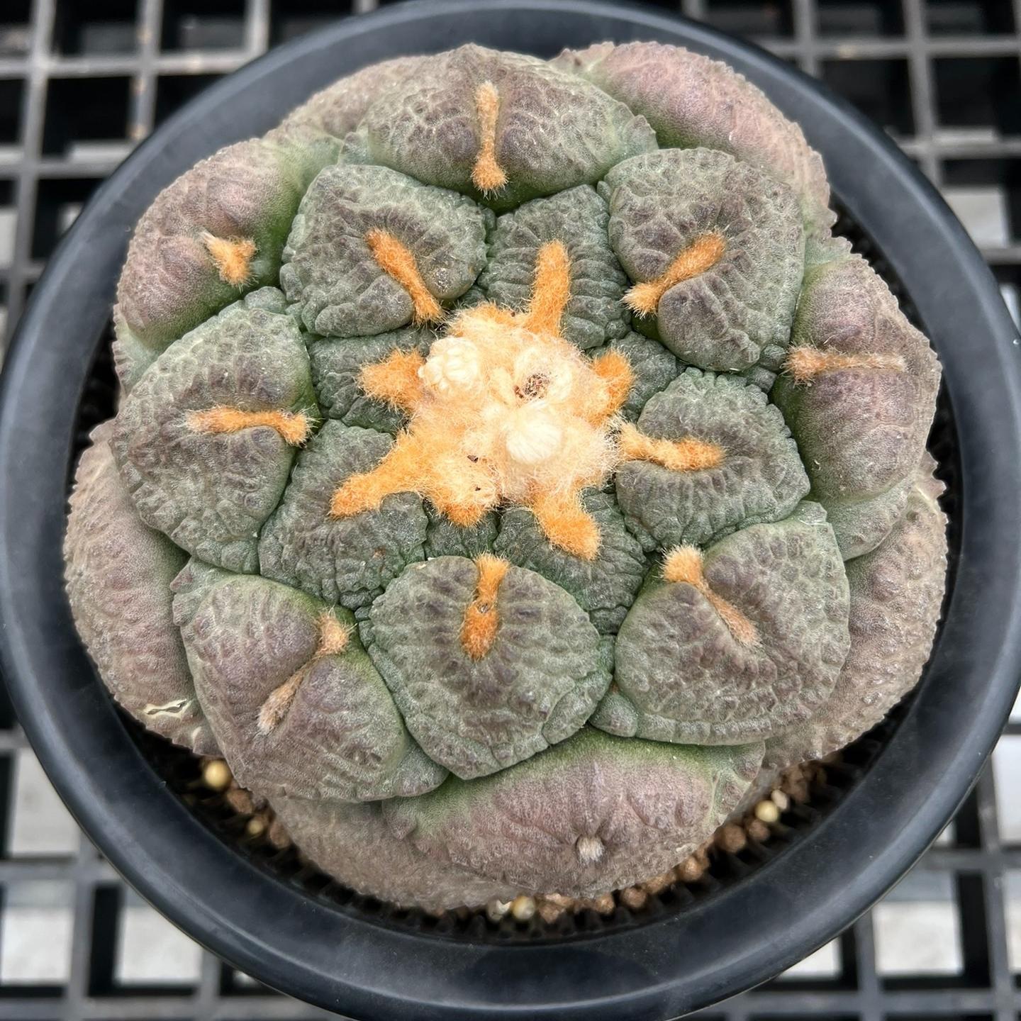 5-10cm Ariocarpus fissuratus subsp.lloydii