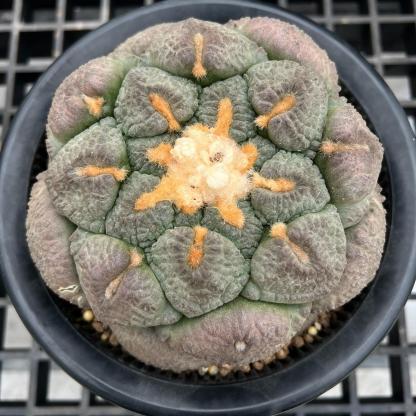 5-10cm Ariocarpus fissuratus subsp.lloydii