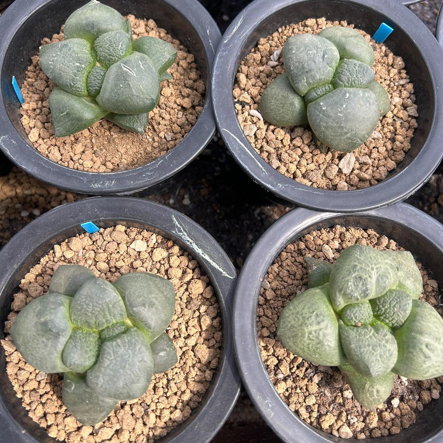 5-10cm Ariocarpus fissuratus subsp.lloydii