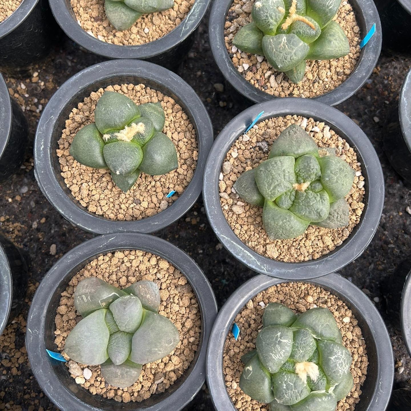 5-10cm Ariocarpus fissuratus subsp.lloydii