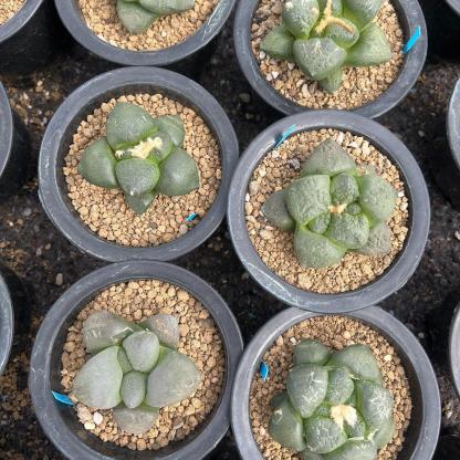 5-10cm Ariocarpus fissuratus subsp.lloydii