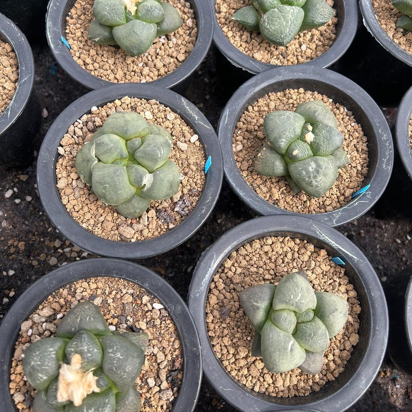 5-10cm Ariocarpus fissuratus subsp.lloydii