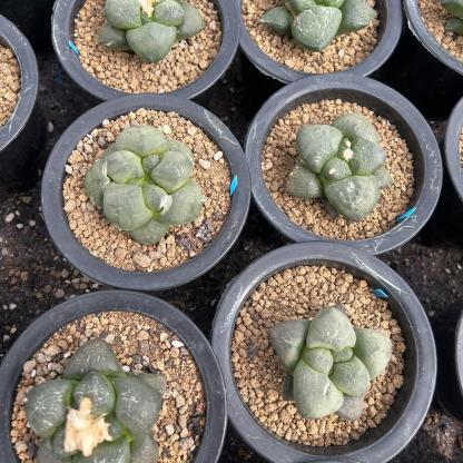 5-10cm Ariocarpus fissuratus subsp.lloydii