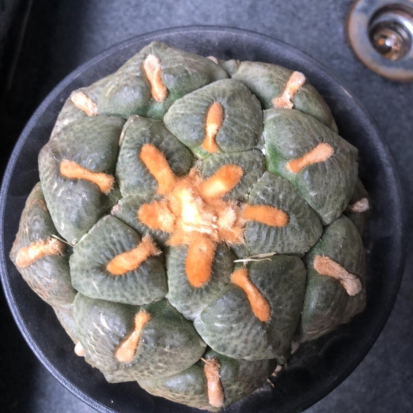 5-10cm Ariocarpus fissuratus subsp.lloydii