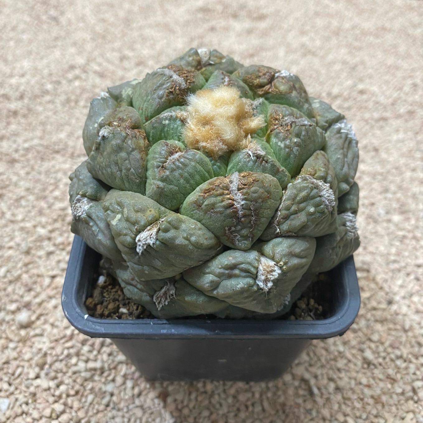 5-10cm Ariocarpus fissuratus subsp.lloydii