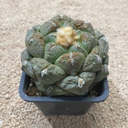 5-10cm Ariocarpus fissuratus subsp.lloydii