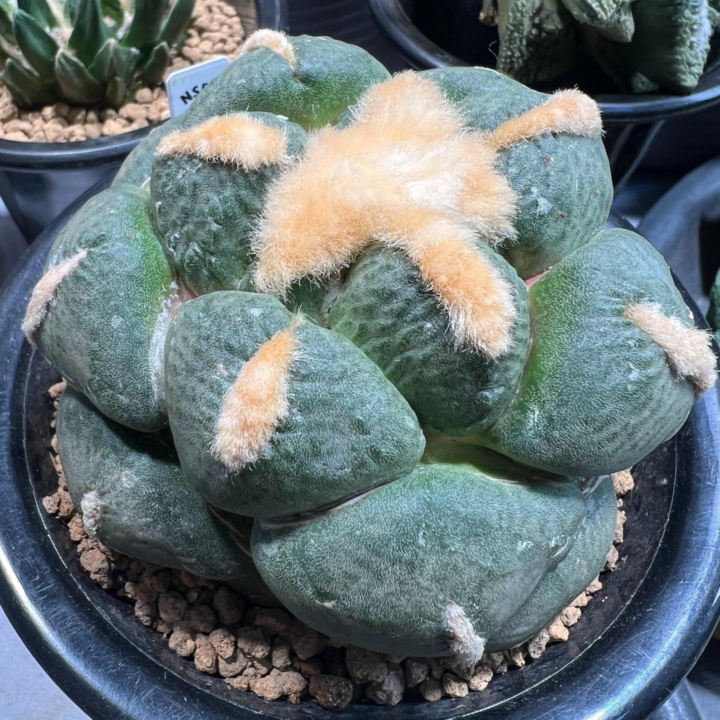 5-10cm Ariocarpus fissuratus subsp.lloydii