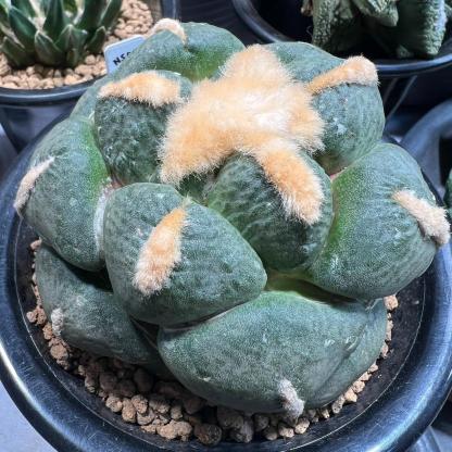 5-10cm Ariocarpus fissuratus subsp.lloydii