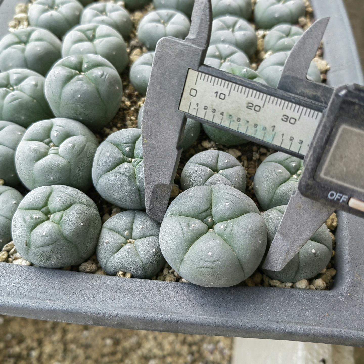 1.5-4cm Lophophora williamsii seedling（radish root）