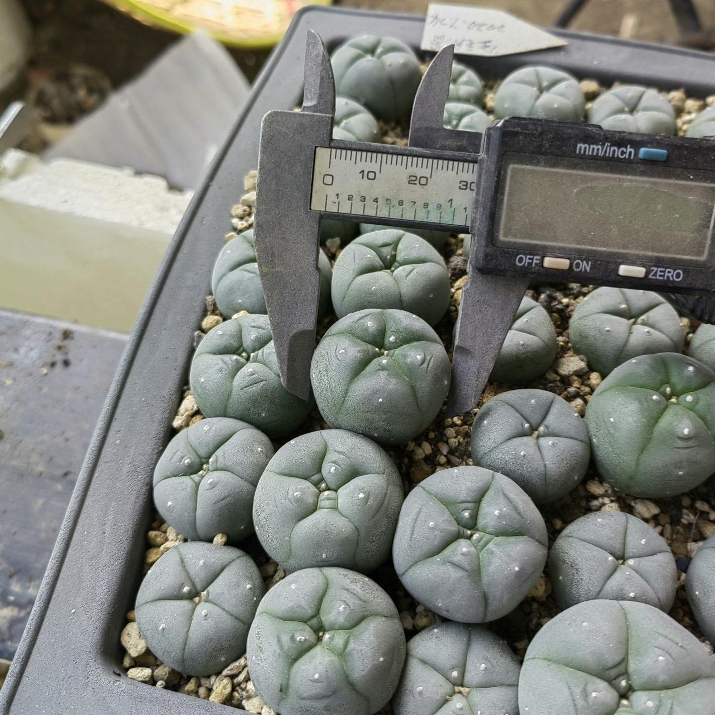 1.5-11cm Lophophora williamsii 