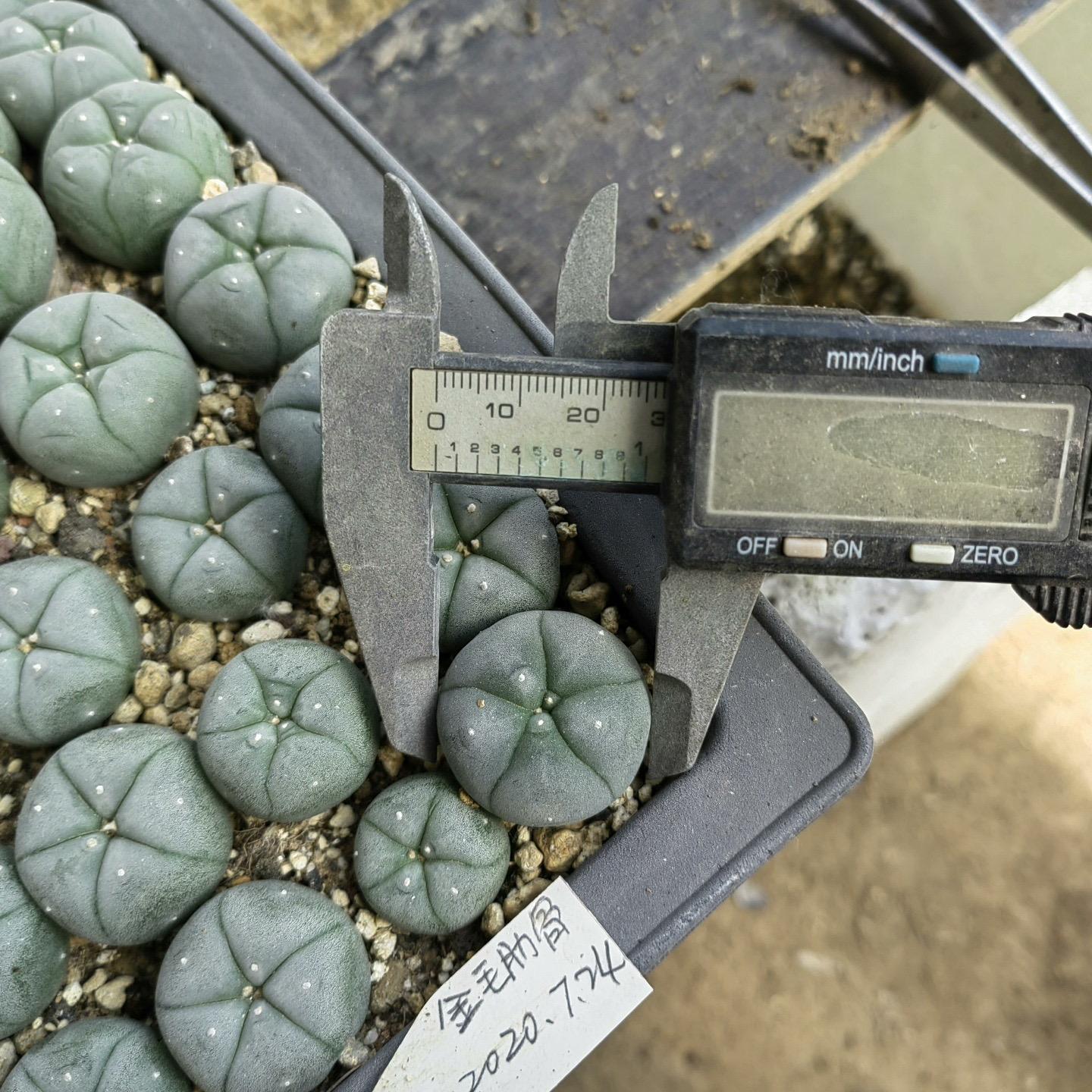 1.5-11cm Lophophora williamsii 