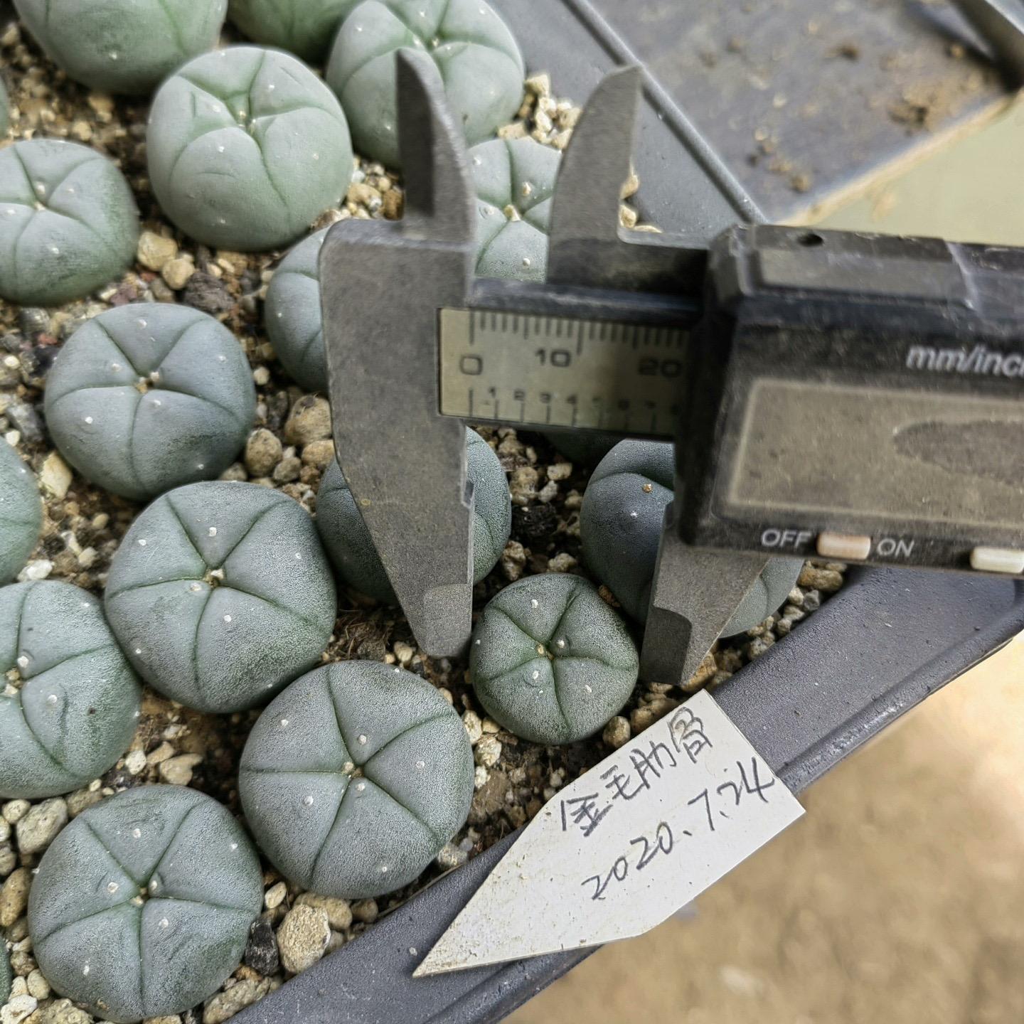 1.5-11cm Lophophora williamsii 