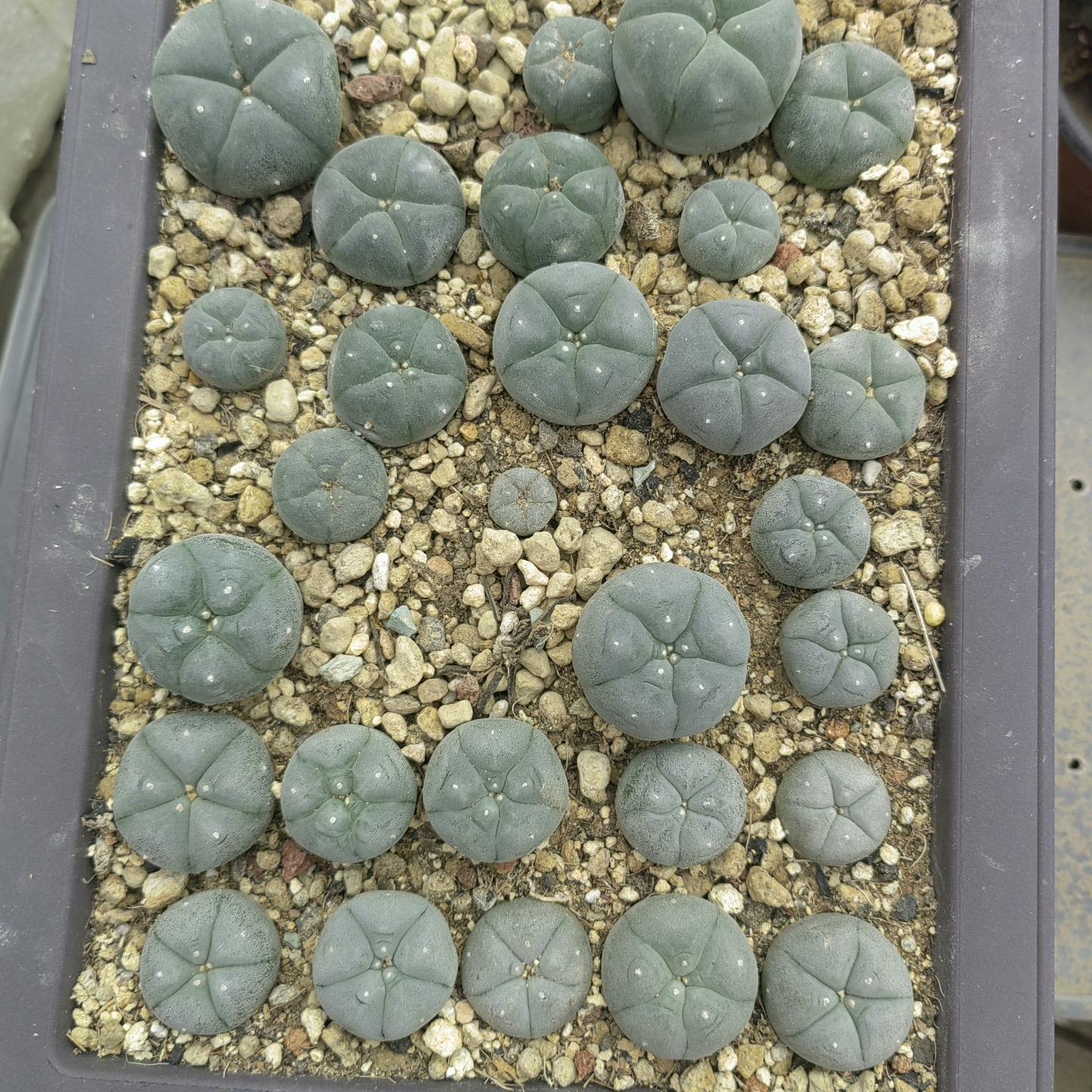 1.5-11cm Lophophora williamsii 