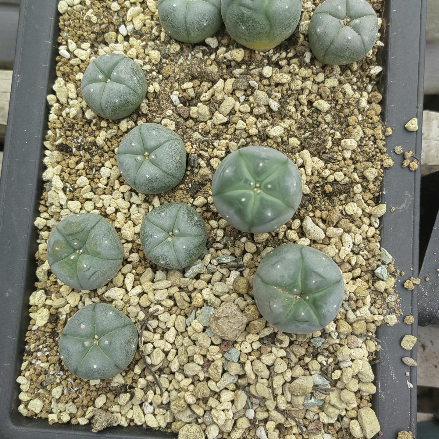 1.5-11cm Lophophora williamsii 