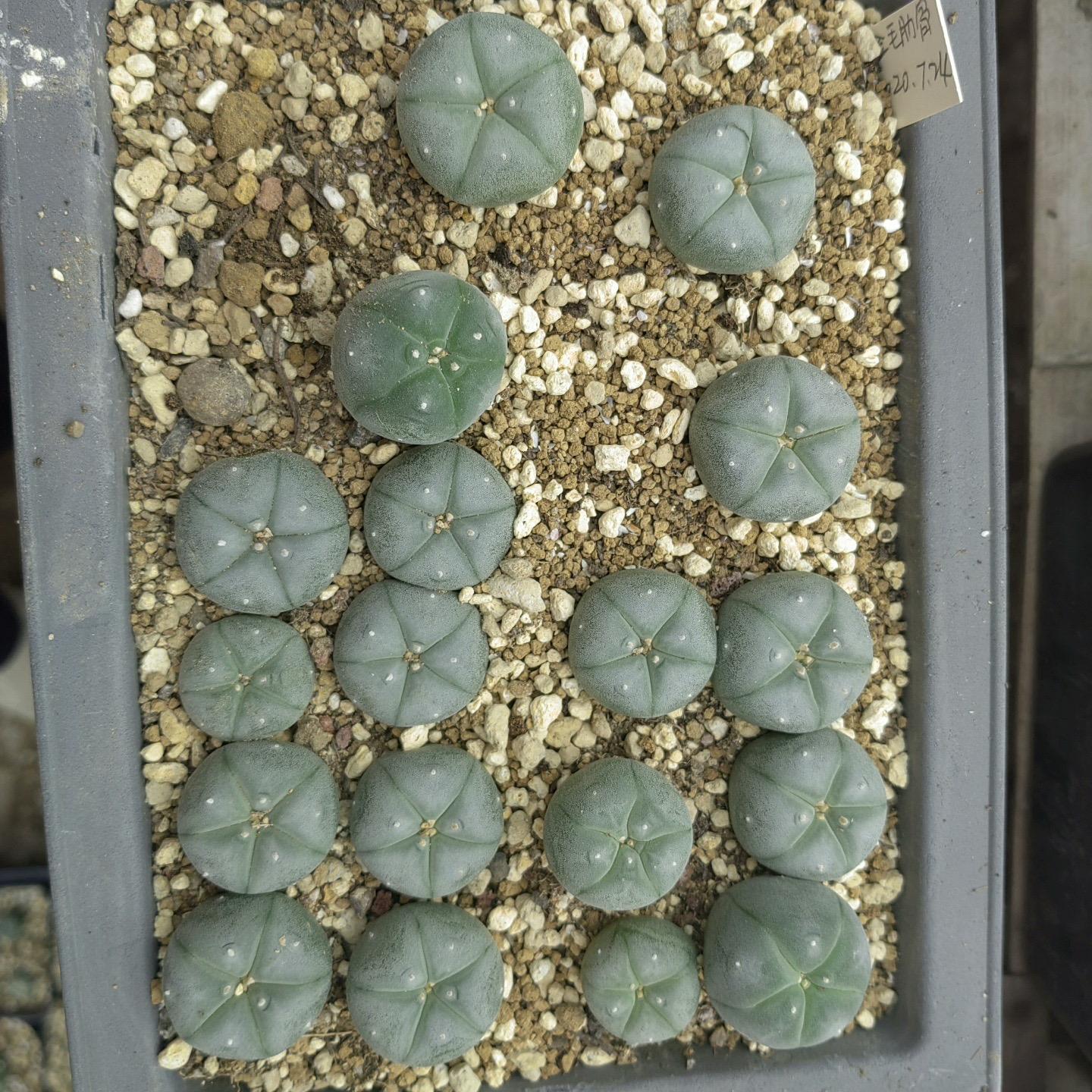 1.5-11cm Lophophora williamsii 