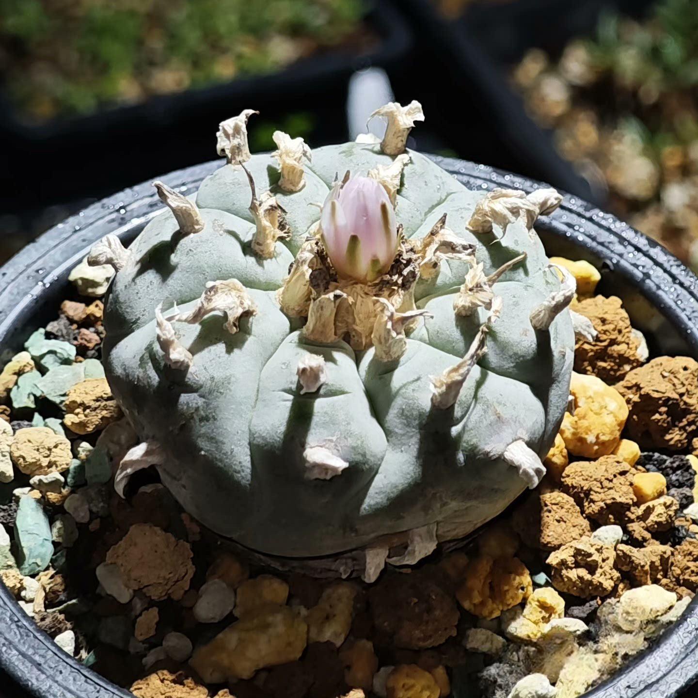 4-6cm Lophophora williamsii （radish root）