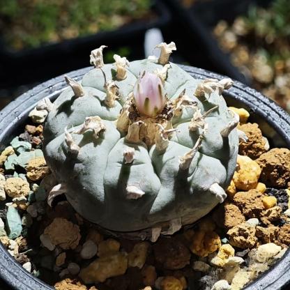 4-6cm Lophophora williamsii （radish root）