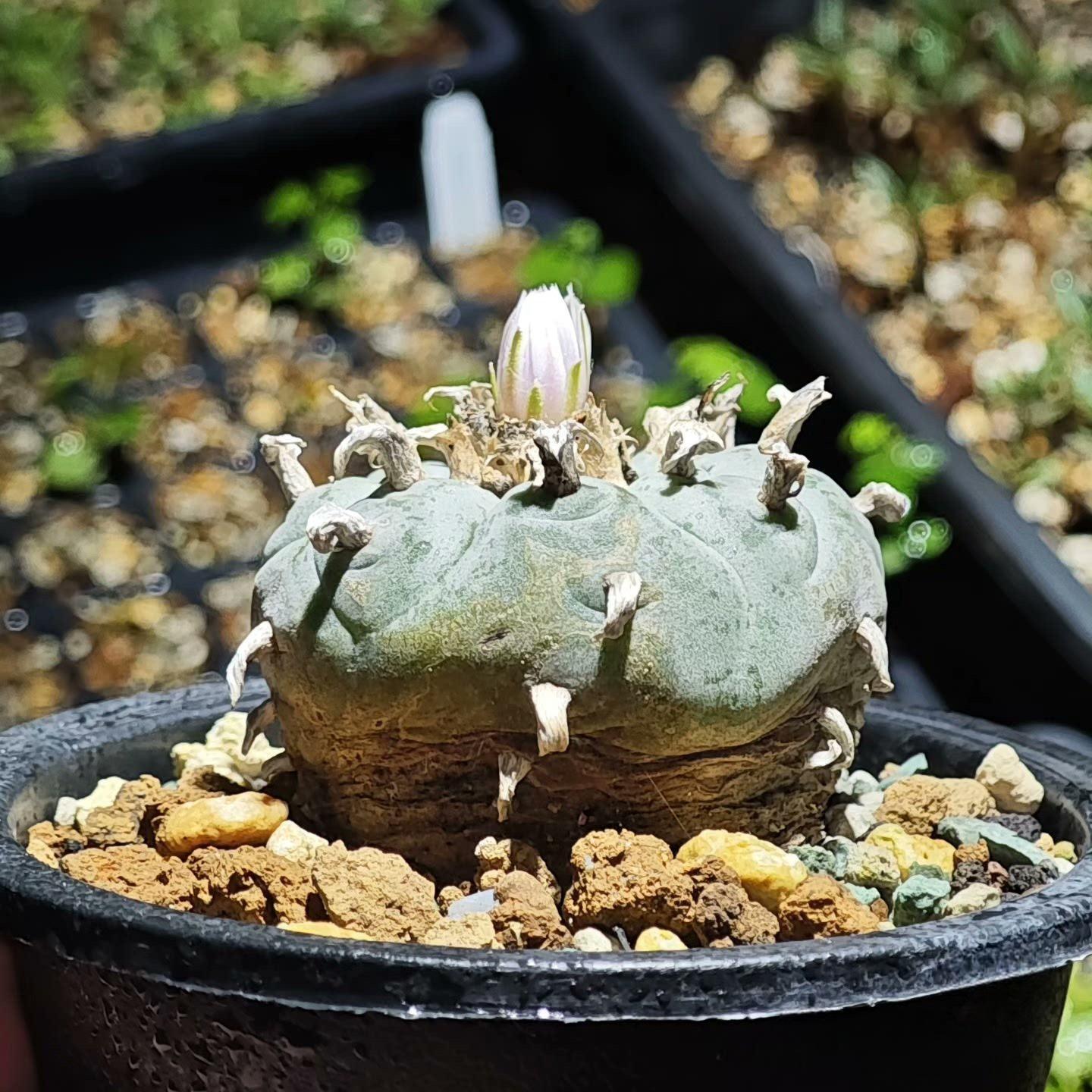 4-6cm Lophophora williamsii （radish root）