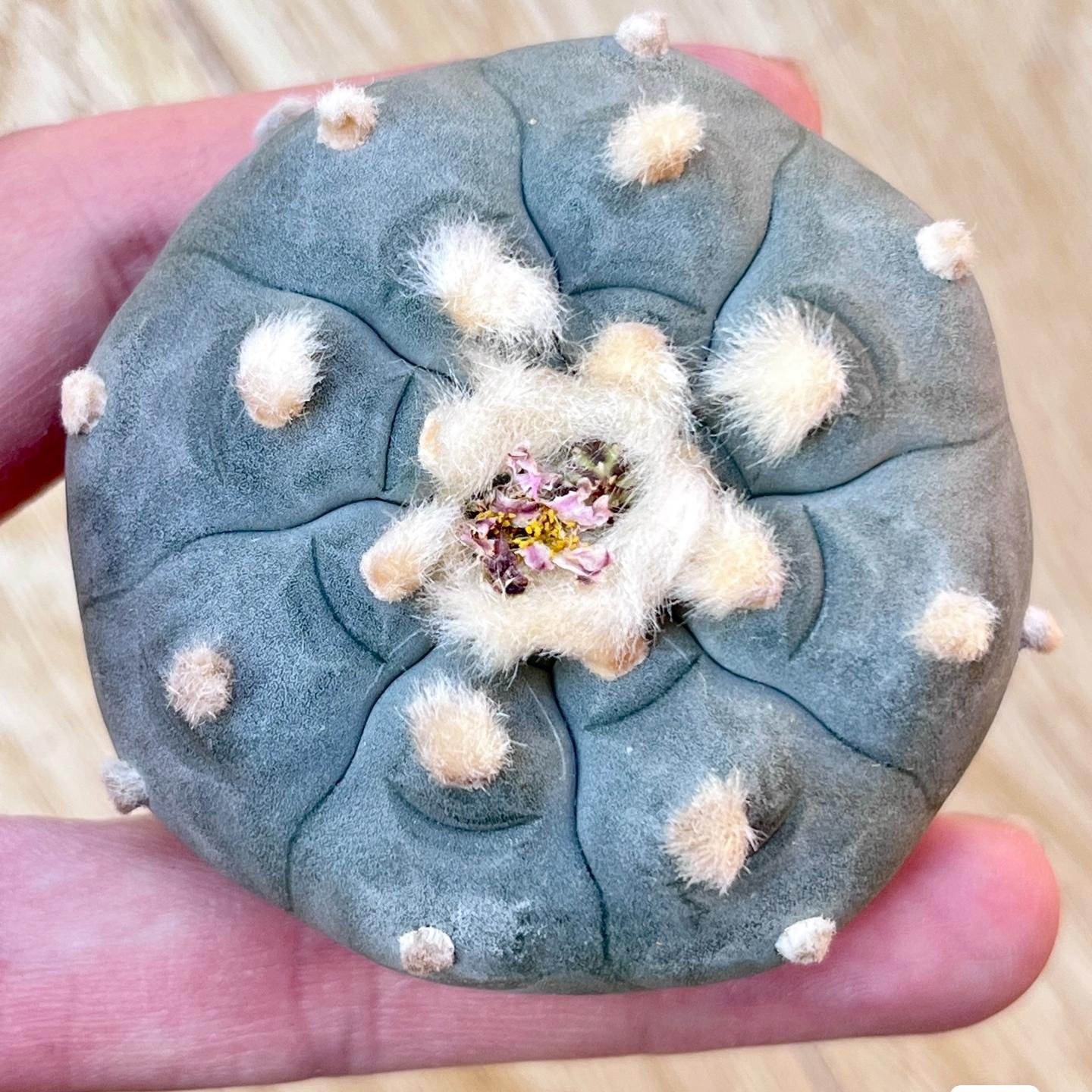 4-6cm Lophophora williamsii （radish root）