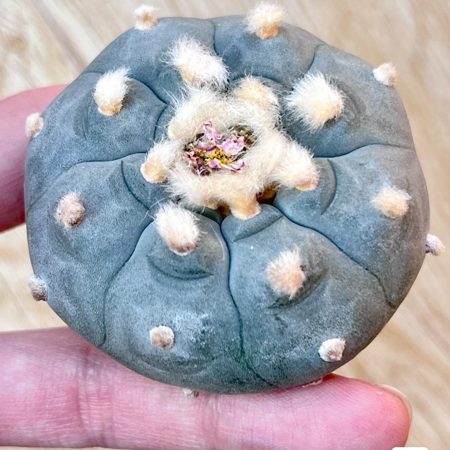 1.5-11cm Lophophora williamsii – Succulent Purrs