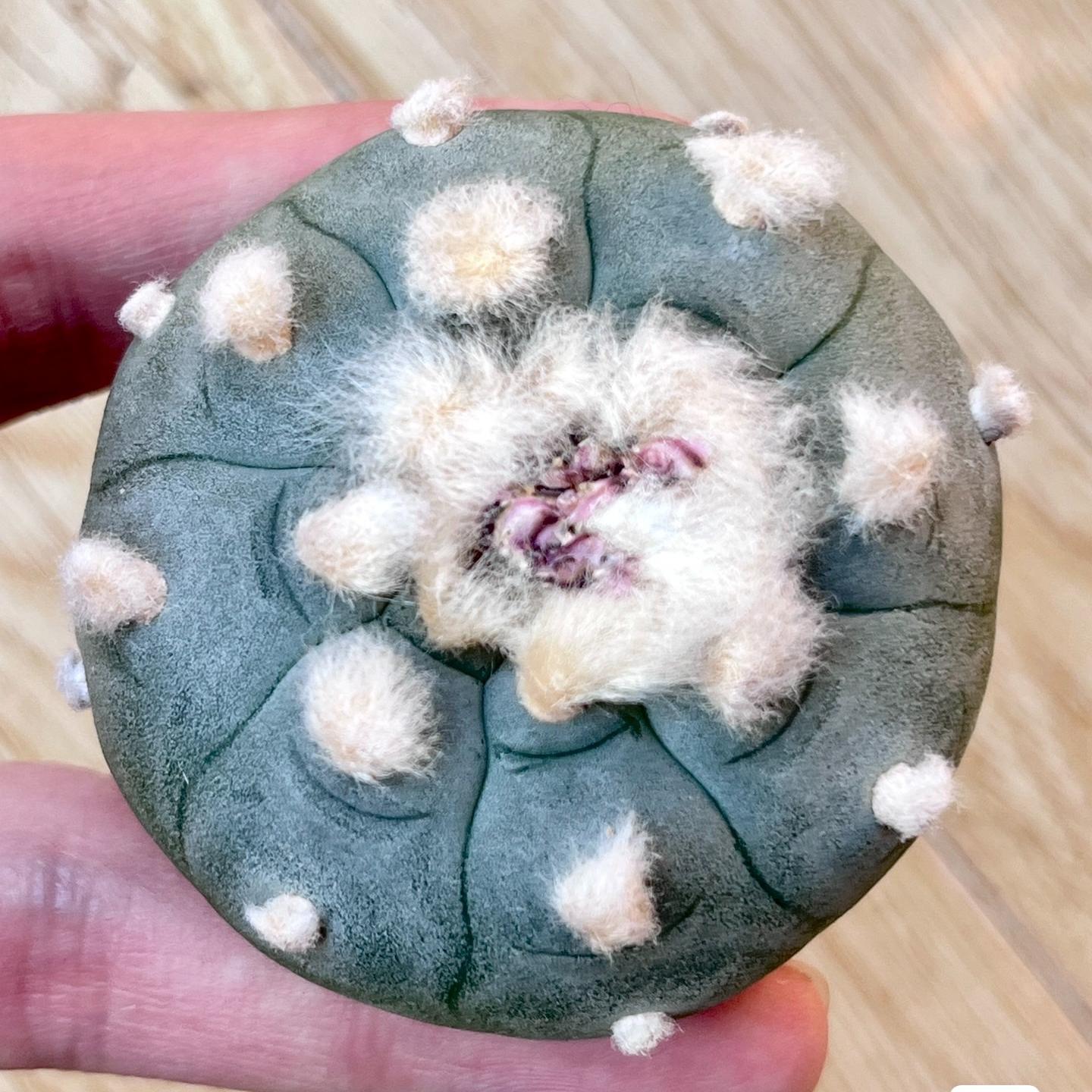 4-6cm Lophophora williamsii （radish root）