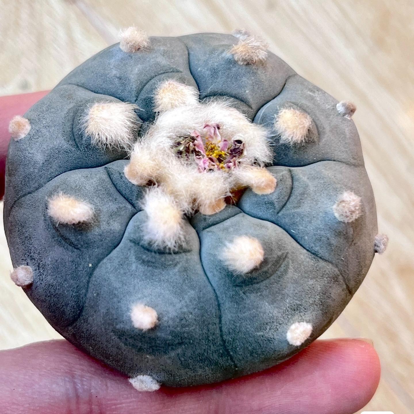1.5-11cm Lophophora williamsii 