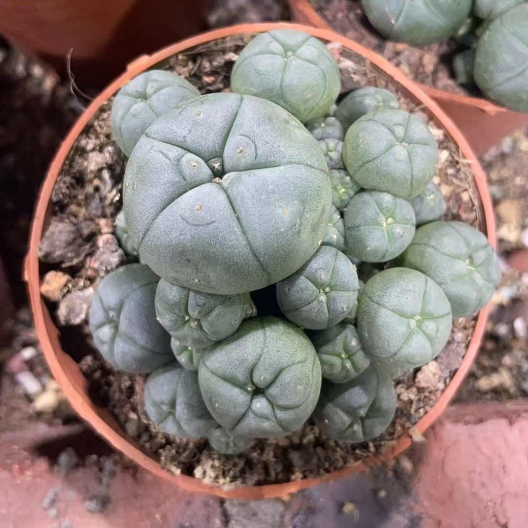 5-12cm Lophophora williamsii var. caespitosa（Multi-headed