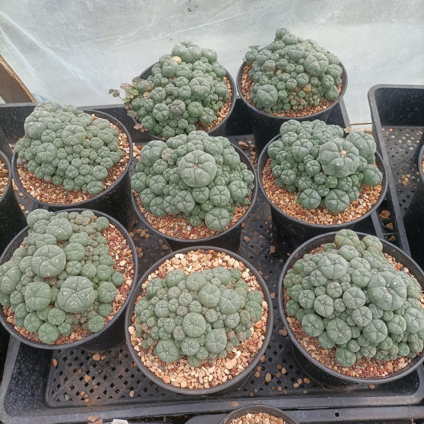 5-12cm Lophophora williamsii var. caespitosa（Multi-headed