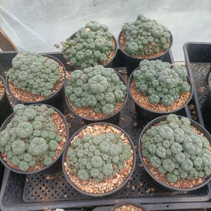 1.5-11cm Lophophora williamsii 