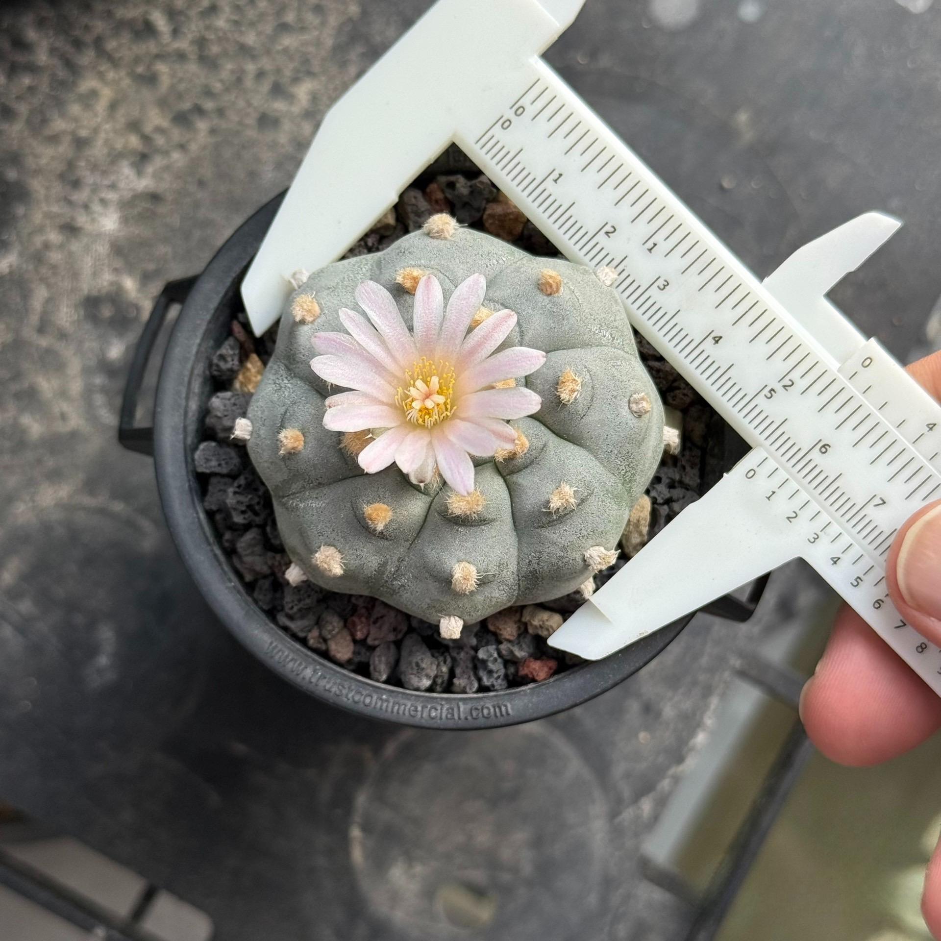 4-6cm Lophophora williamsii （radish root）