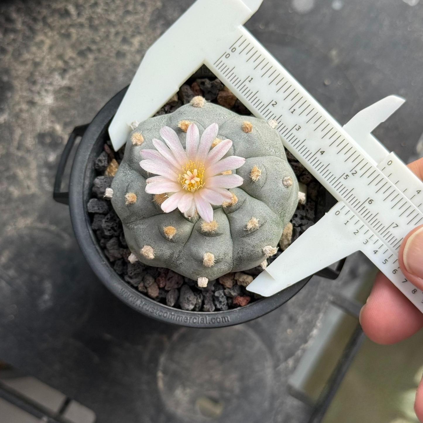 4-6cm Lophophora williamsii （radish root）