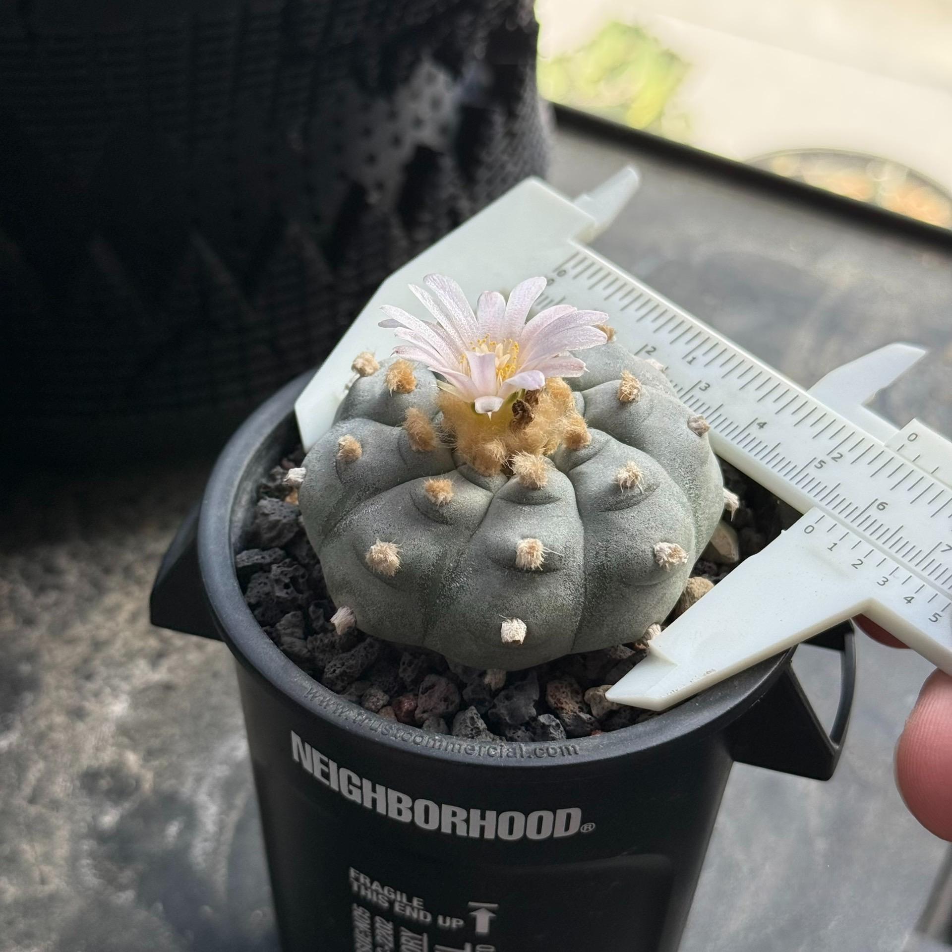 1.5-11cm Lophophora williamsii 
