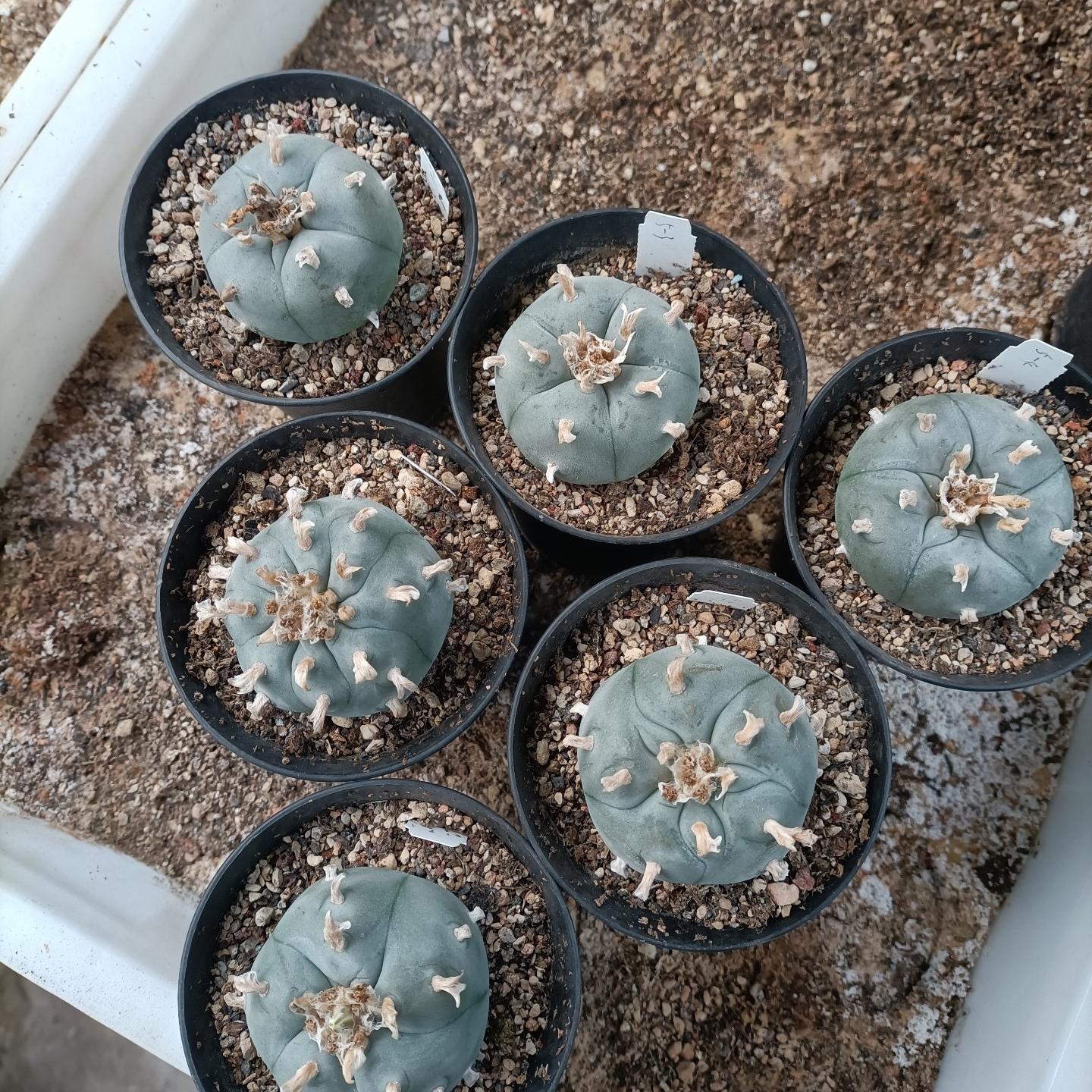 4-6cm Lophophora williamsii （radish root）